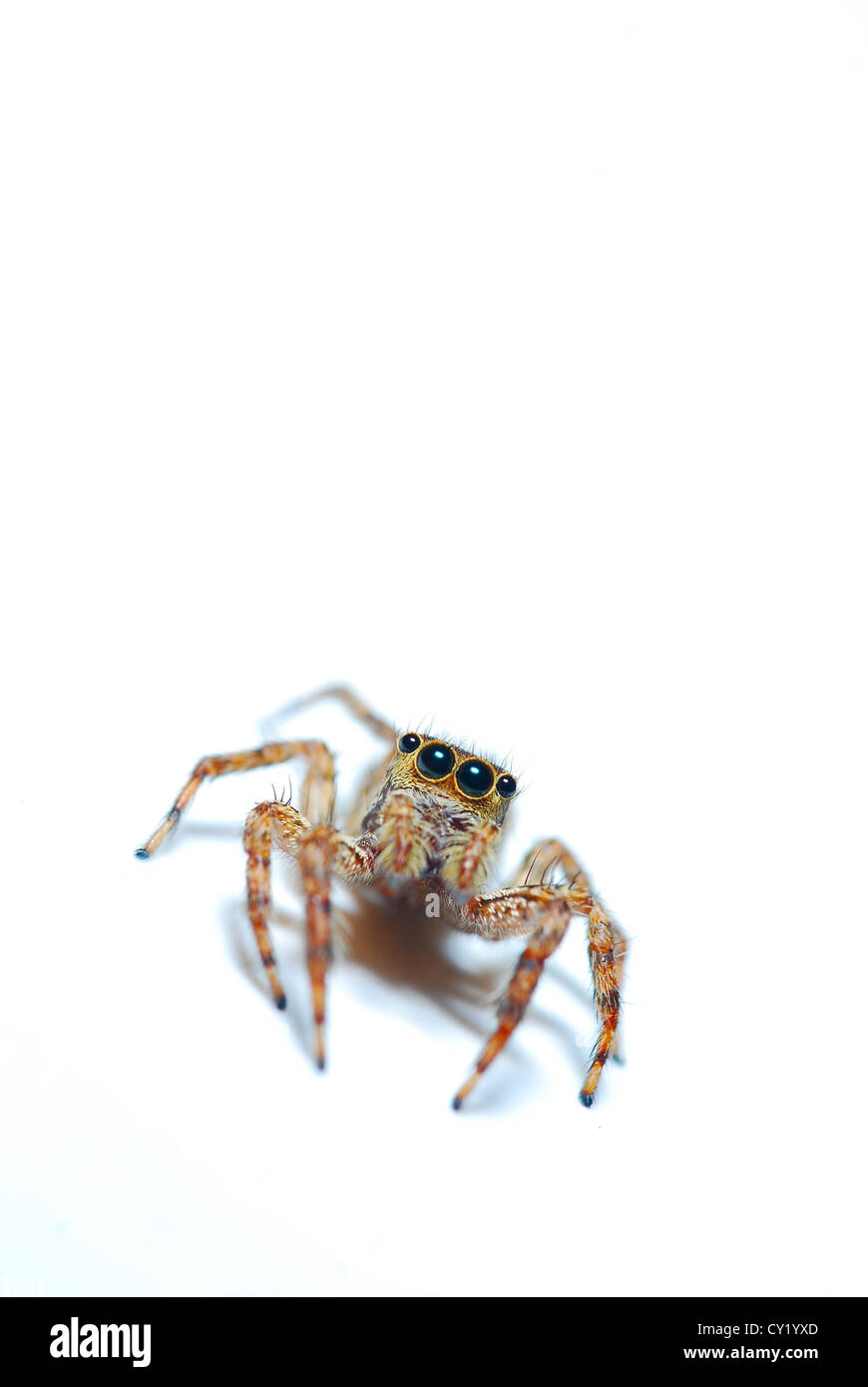 Thomisidae sur fond blanc Banque D'Images