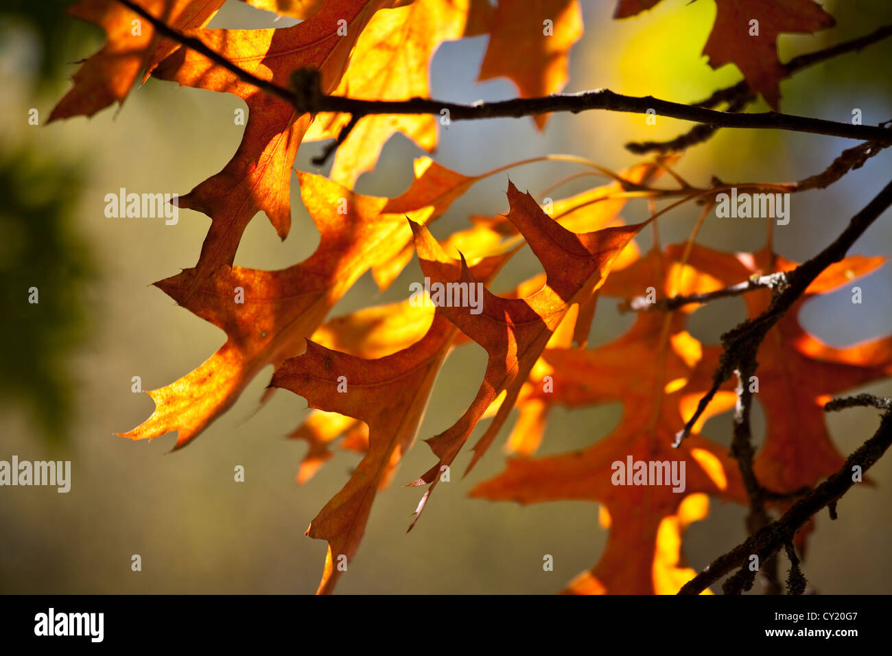 Image abstraite de feuilles d'automne sur la branche d'un arbre Banque D'Images