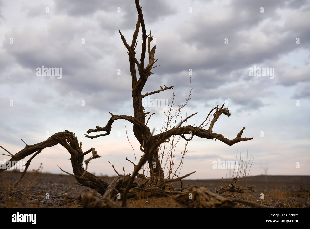 Le Xinjiang, Chine : arbre mort au désert de Gobi Banque D'Images