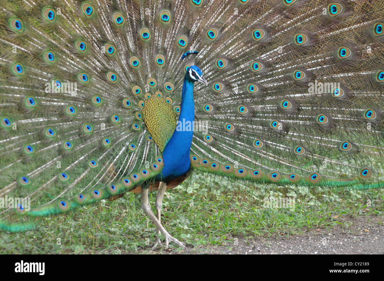 Oiseau dansant Banque de photographies et d’images à haute résolution