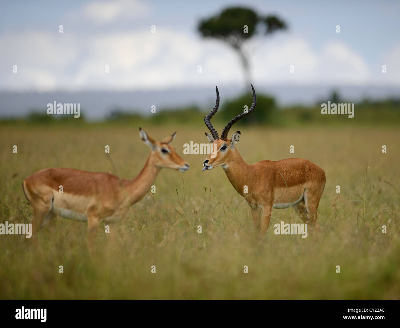 Impala stag renifle l'odeur d'une biche dans la réserve du Masai Mara, Kenya. Banque D'Images