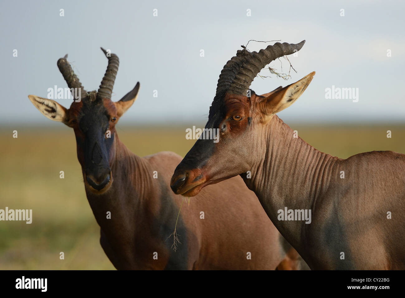 Une paire d'antilope Topi dans Masai Mara Game Reserve, Kenya Banque D'Images