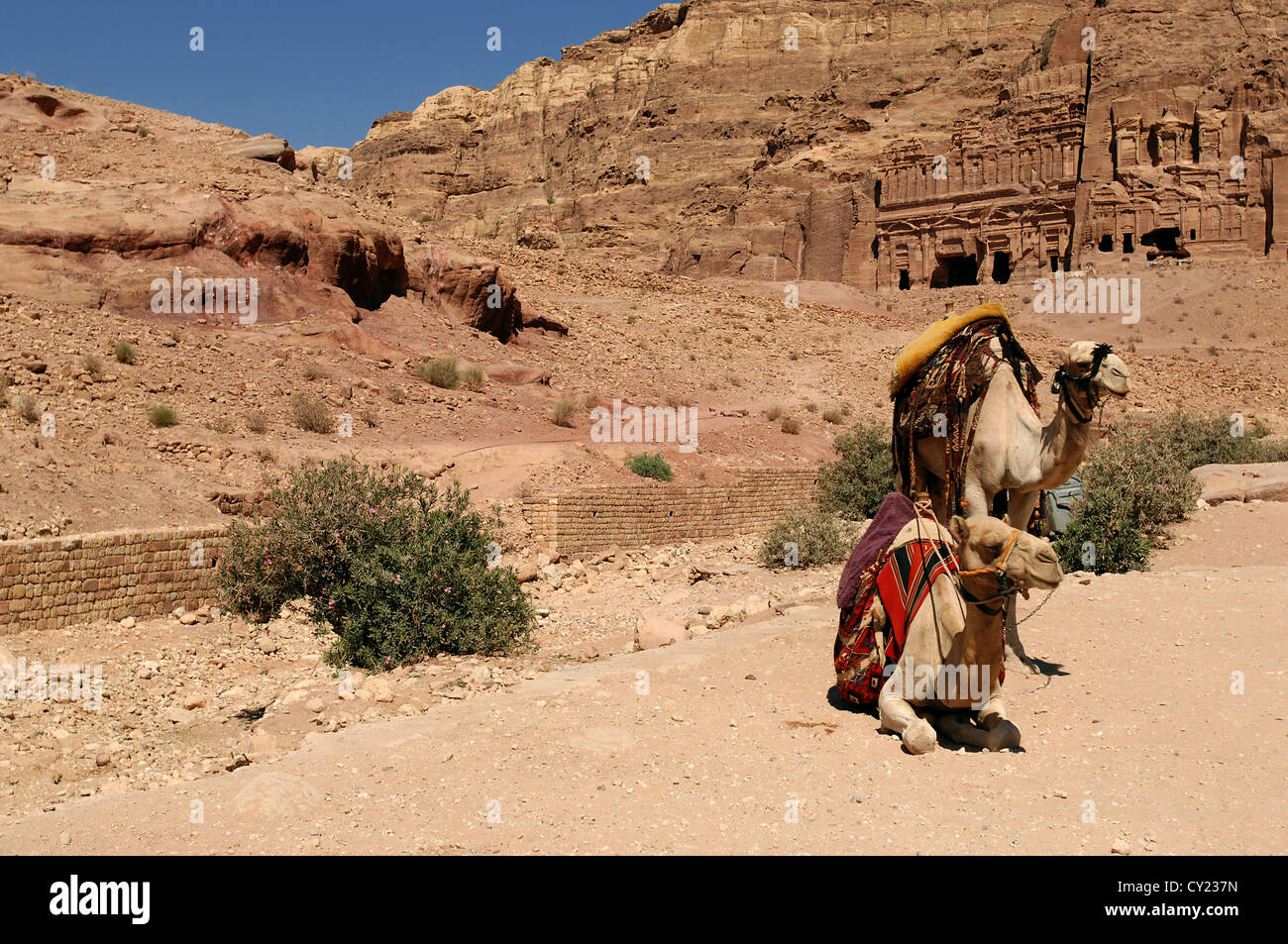 Petra avec des chameaux Banque D'Images