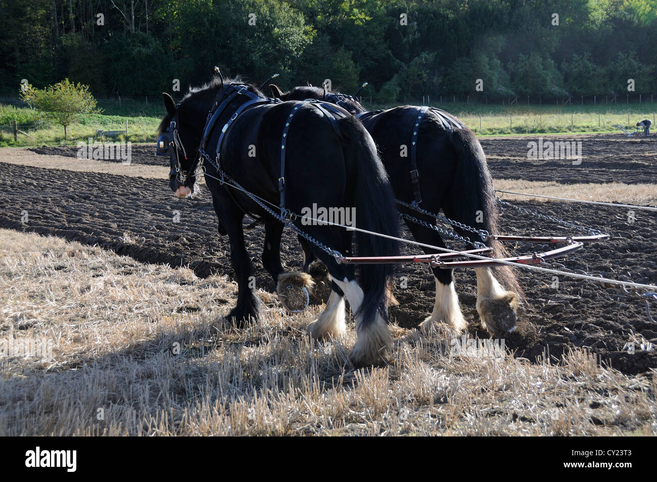 Percheron chevaux lourds prenant part à un match de labour pendant le spectacle d'automne au Weald and Downland Living Museum, Singleton, West Sussex, Angleterre, Royaume-Uni Banque D'Images