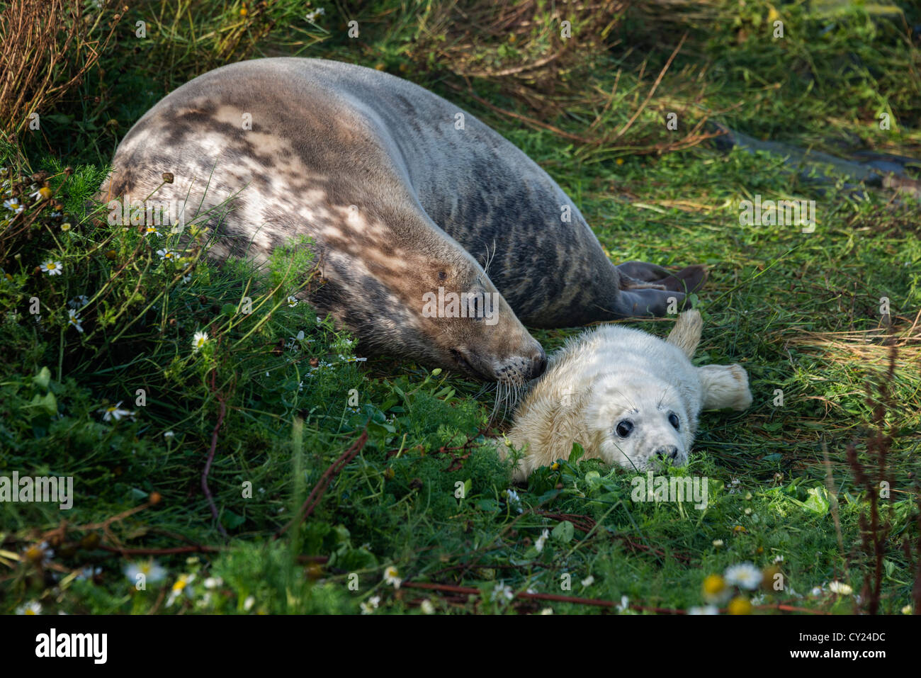 Mère de phoques gris de l'Atlantique et pup (Halichoerus grypus) Banque D'Images