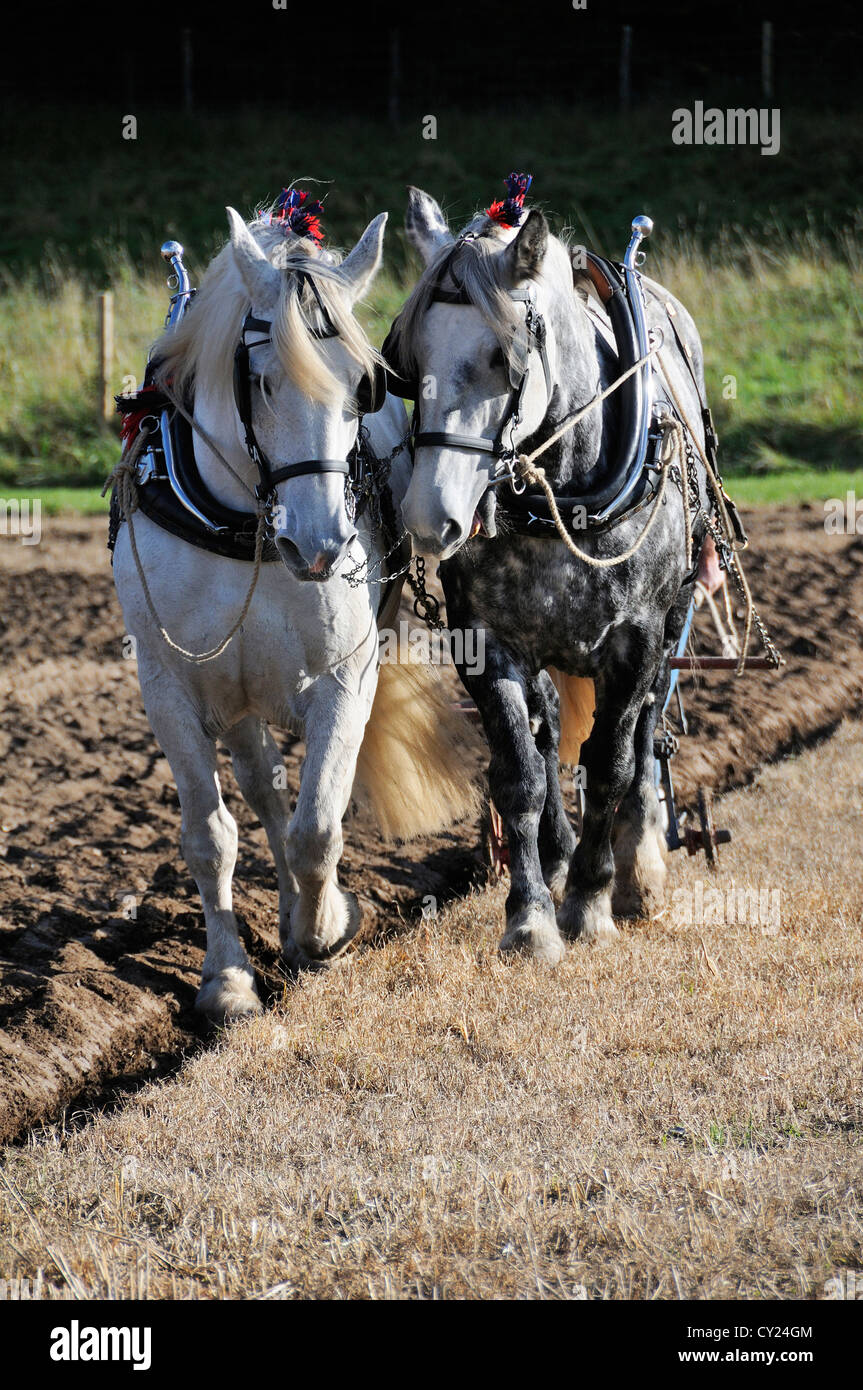 Couple de chevaux lourds gris pommier percheron participant à un match de labour au Weald and Downland Living Museum, Singleton, West Suss Banque D'Images