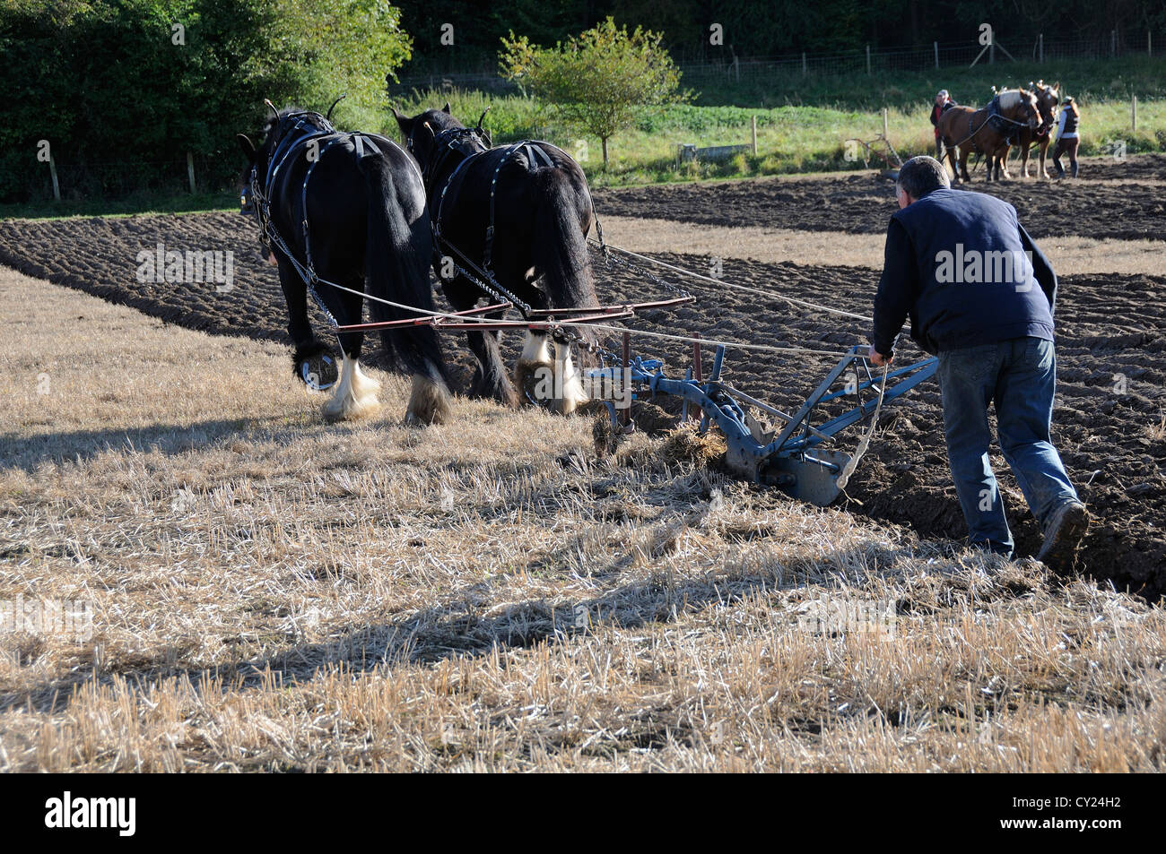 Percheron chevaux lourds prenant part à un match de labour lors d'un spectacle d'automne au Weald and Downland Living Museum, Singleton, West Sussex, Angleterre, Royaume-Uni Banque D'Images