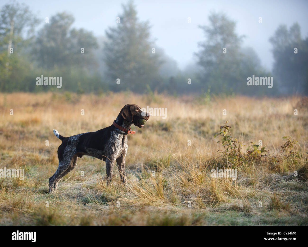 Un jeune Braque Allemand profitant de la bruyère et des bois Banque D'Images