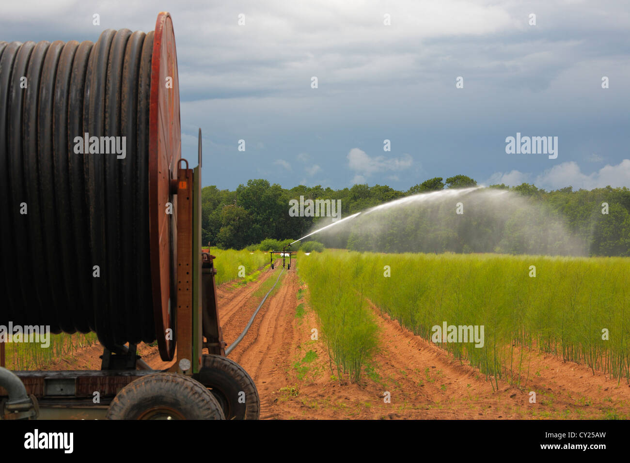 Pulvérisateur d'irrigation dans un champ d'asperges Banque D'Images