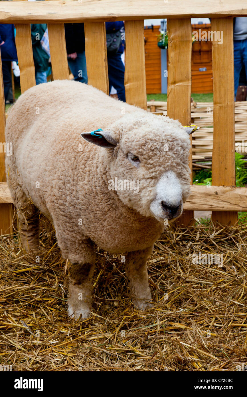 Un agneau Ryeland - l'une des plus anciennes races de moutons britanniques - à la RHS Malvern Show, Worcestershire, Angleterre, RU Banque D'Images