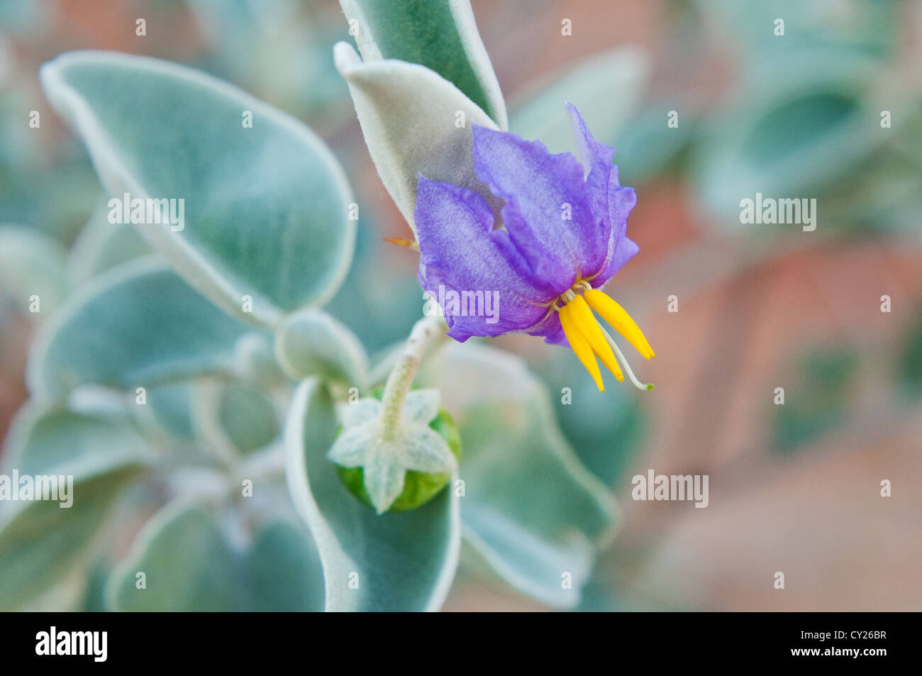Fleur pourpre de la tomate Bush dans le désert australien. Banque D'Images