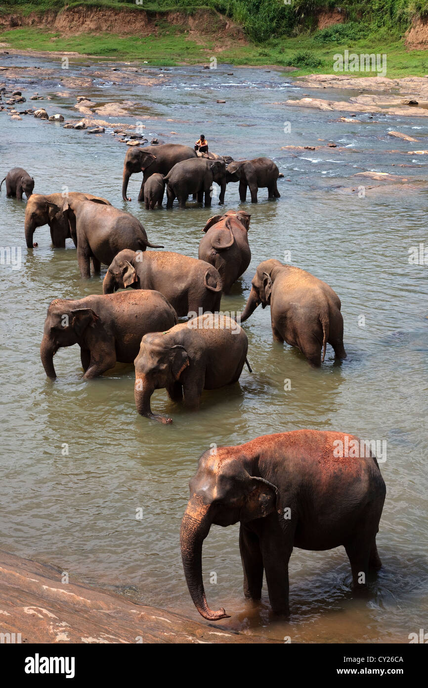 Les éléphants du Pinnawalla orphelinat des éléphants, Sri Lanka, lavées et actualisé dans la rivière Banque D'Images