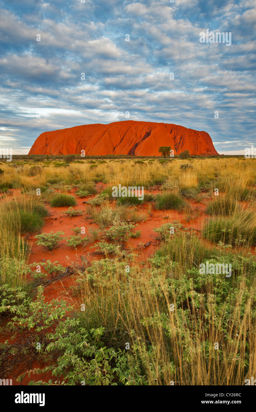 Unique Uluru s'élevant des plaines de spinifex dans le désert. Banque D'Images