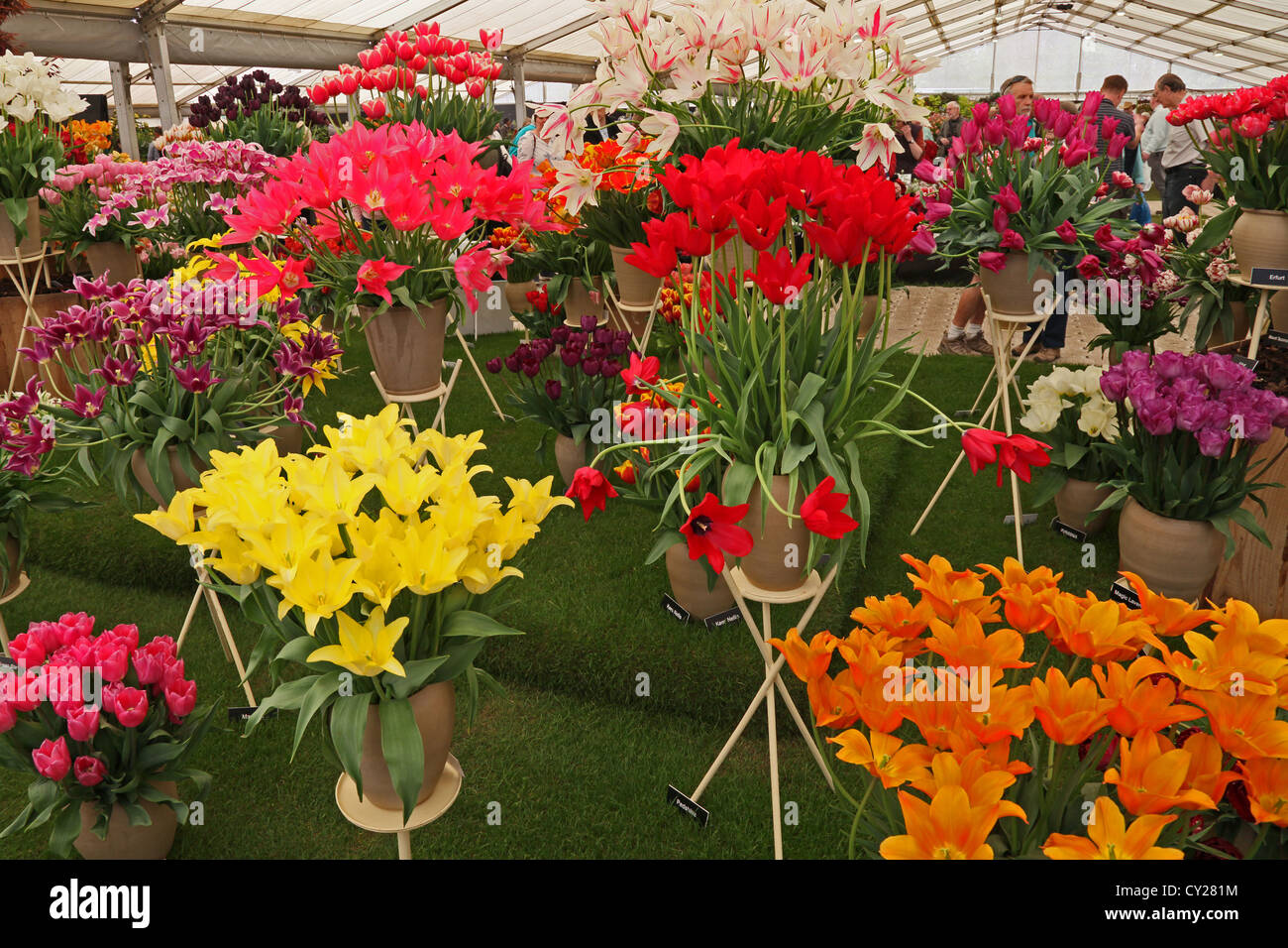 Un affichage coloré de tulipes dans le Chapiteau au florale RHS Malvern Show, Worcestershire, Angleterre, RU Banque D'Images