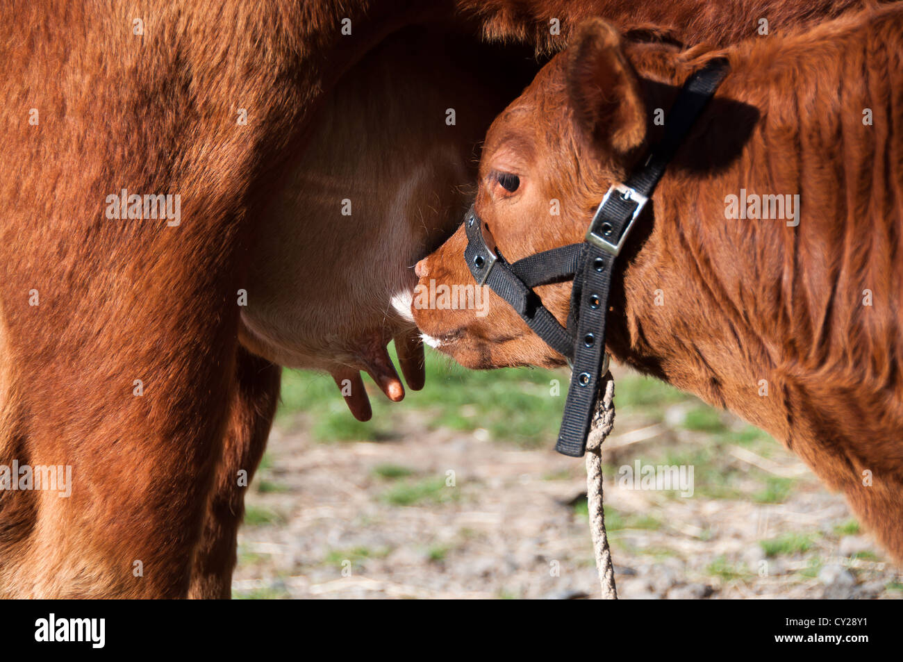 Boire de l'eau mère veau vaches pis Banque D'Images