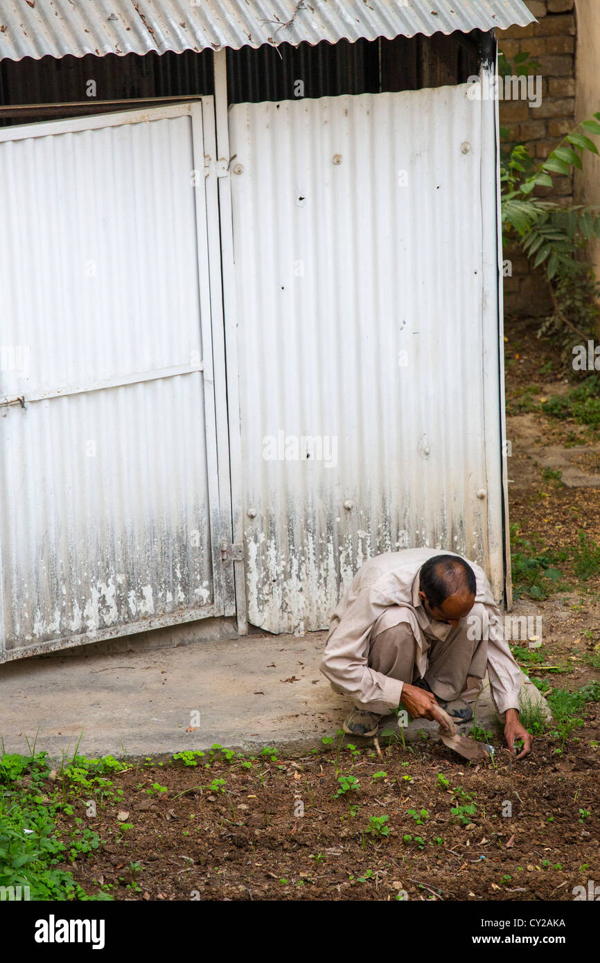 Jardinage jardinier pakistanais à Islamabad, Pakistan Banque D'Images
