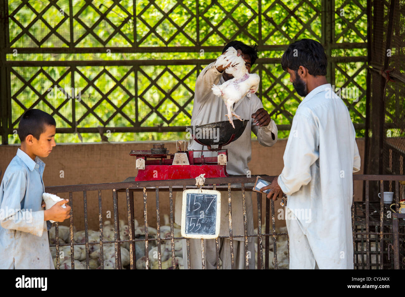 Poulets vivants, marché du dimanche, Islamabad, Pakistan Banque D'Images