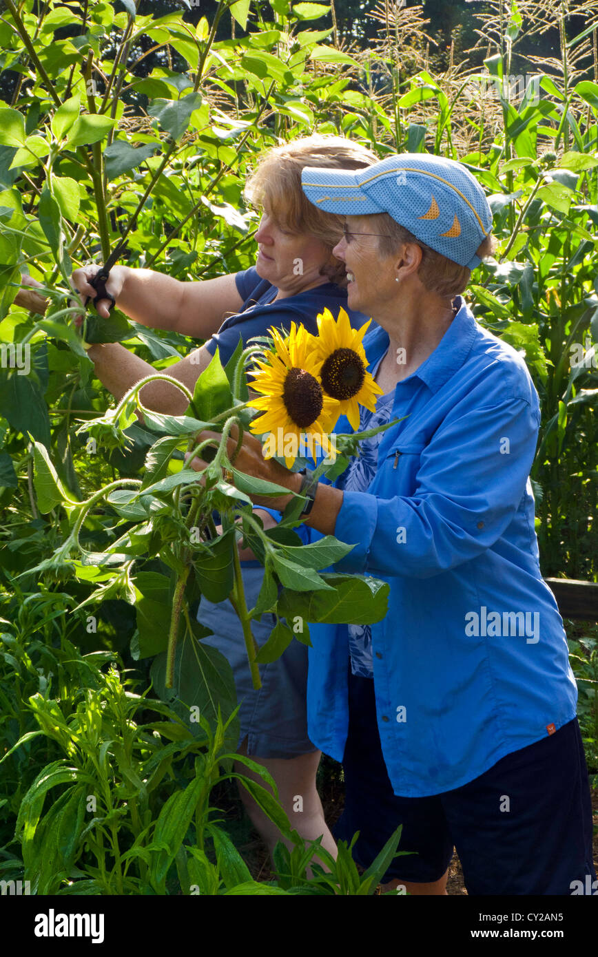 Deux femmes mûres soeurs picking tournesols jardin communautaire à Yarmouth Yarmouth Maine USA Banque D'Images