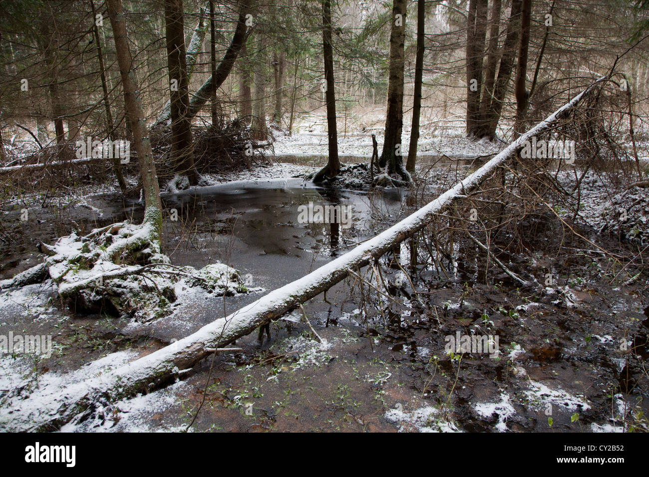 Au début de l'hiver paysage de forêt naturelle avec des troncs d'épicéa mort couché Banque D'Images