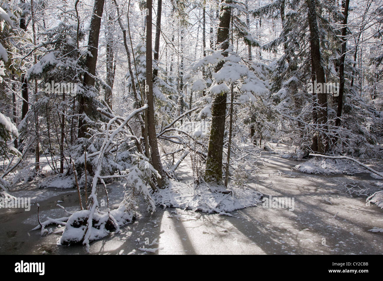 Après les chutes de neige dans des zones humides se matin de neige arbres emballés en arrière-plan et de l'eau congelée en premier plan Banque D'Images