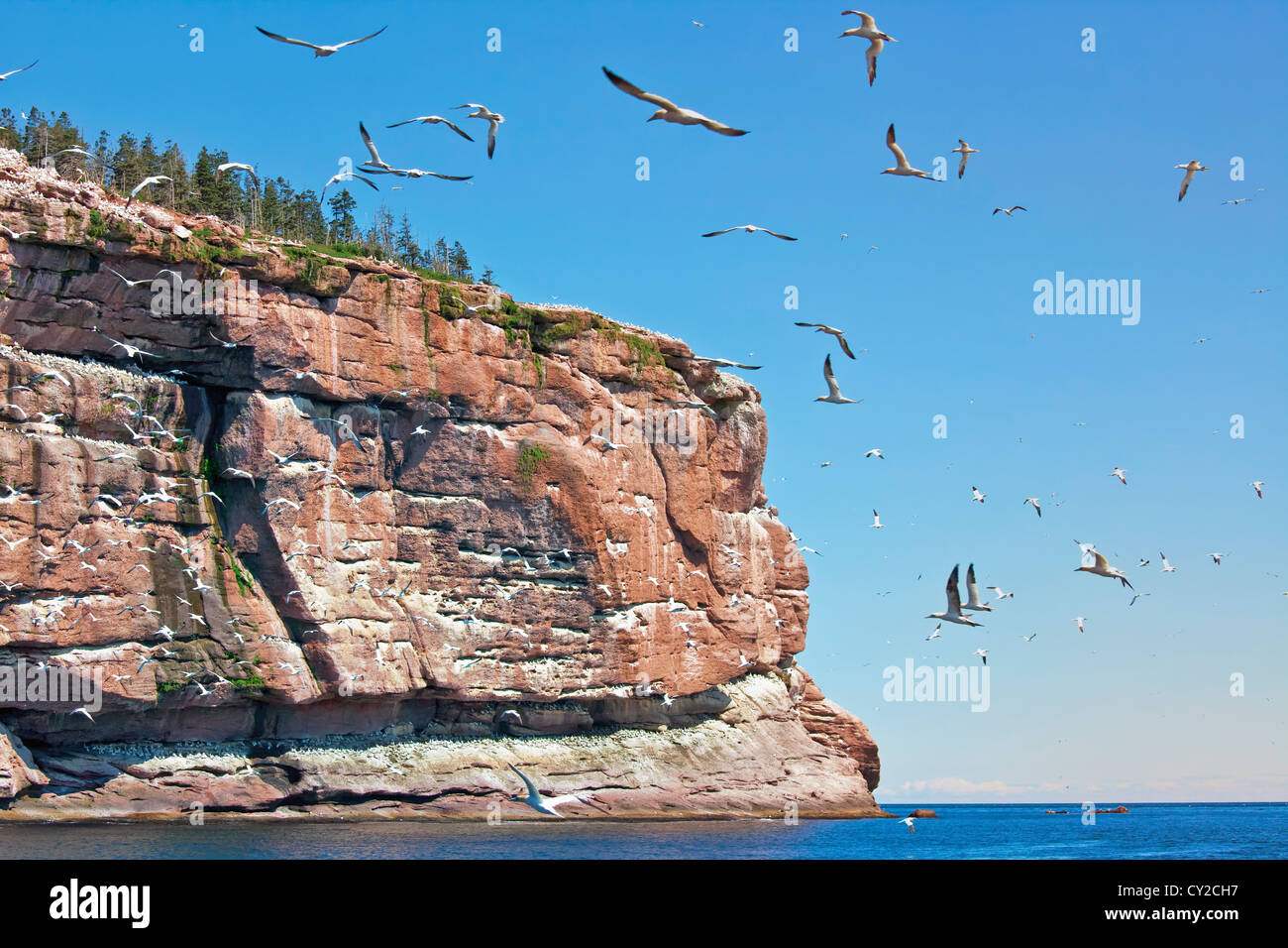 Fou de Bassan (Morus bassanus) colonie de reproduction est un environnement protégé sur l'île Bonaventure, Gaspé, Québec, Canada. Banque D'Images