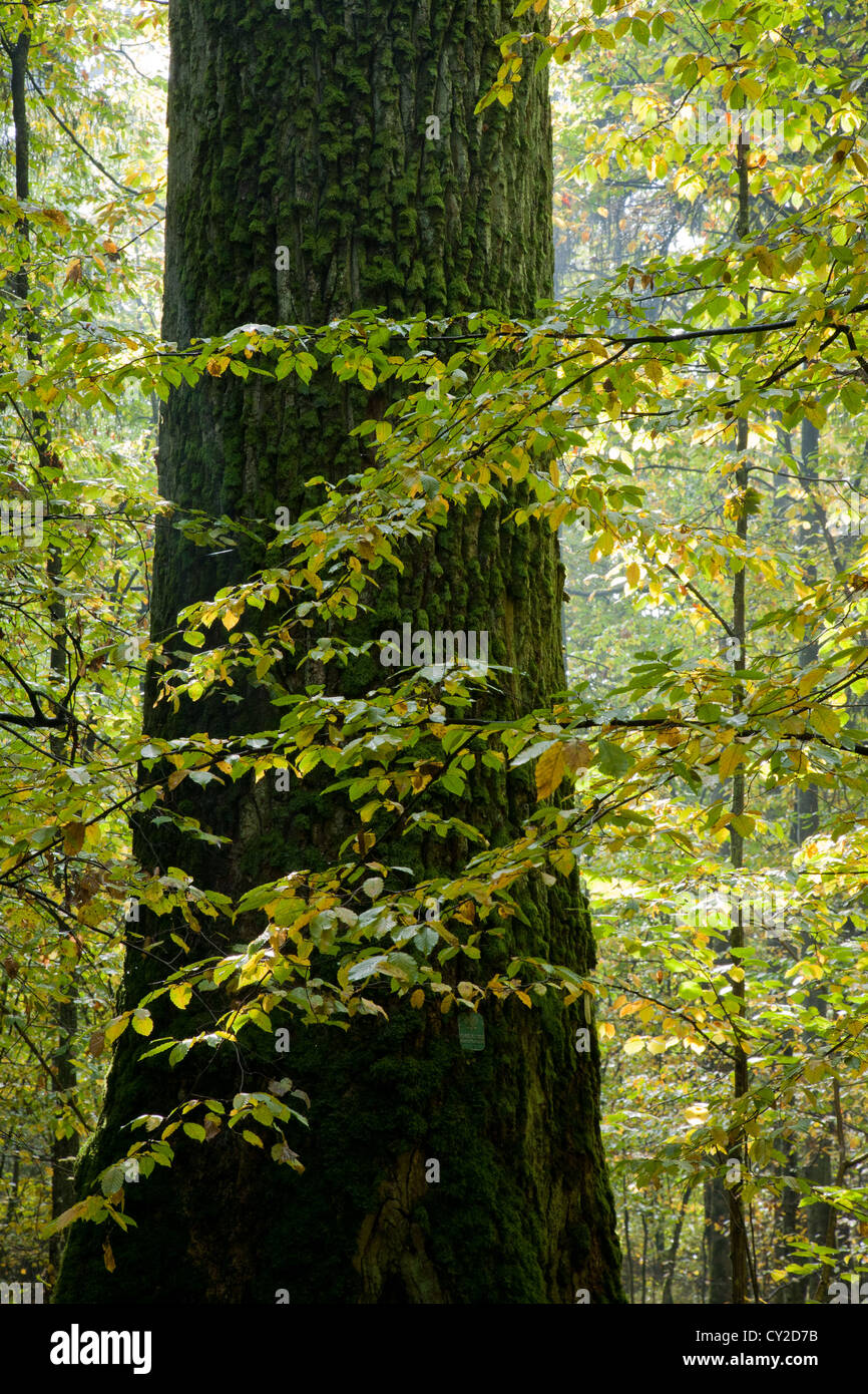 Chêne géant arbre grandit parmi les jeunes charme contre soleil éclatant Banque D'Images