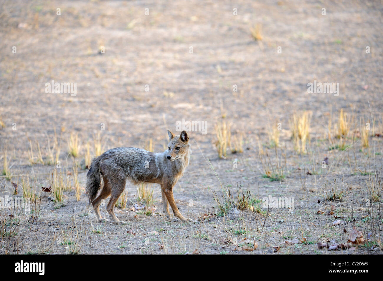 Le Chacal (Canis aureus indien) dans Bandhavgarh National Park, Madhya Pradesh, Inde Banque D'Images