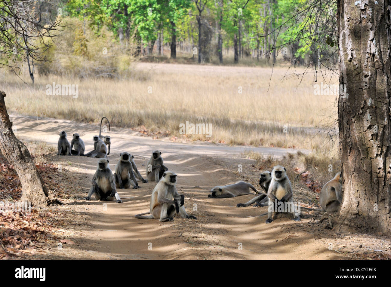Animaux singe langur Hanuman (Semnopithecus) dans Bandhavgarh National Park, Madhya Pradesh, Inde Banque D'Images
