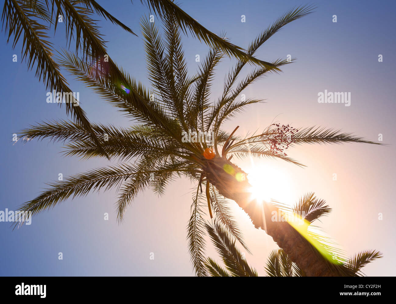 Les feuilles de palmier au soleil avec sunbeam et beaux reflets ; Banque D'Images