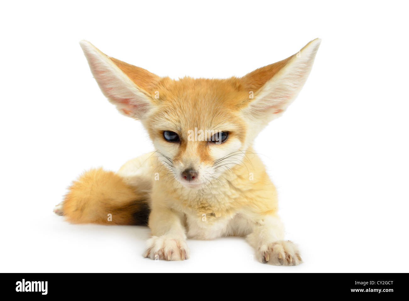 Fennec Fox (Vulpes zerda) isolé sur fond blanc. Banque D'Images