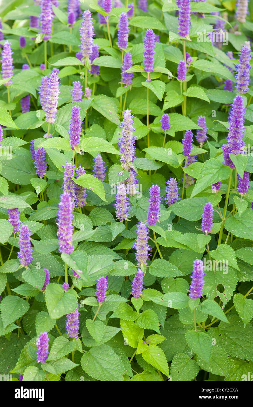 Anise hyssop (Agastache foeniculum) Banque D'Images