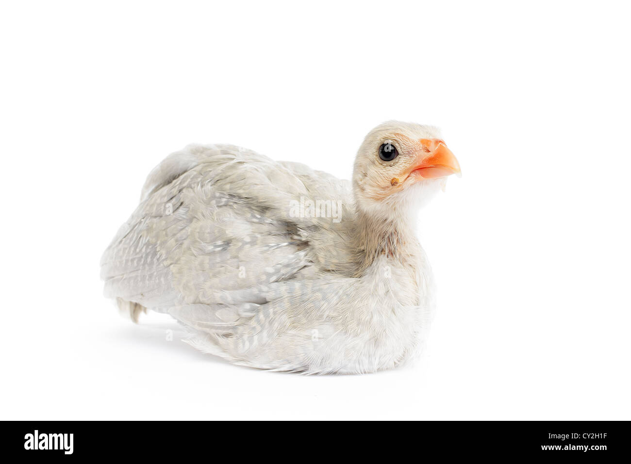 La pintade (Numida meleagris) isolé sur fond blanc. Banque D'Images