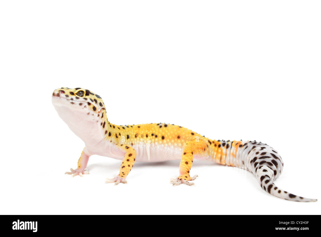 Gecko léopard sur fond blanc. Banque D'Images