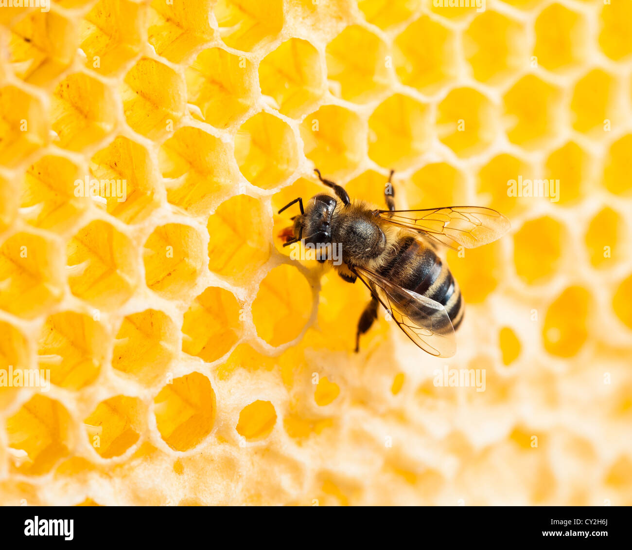 Macro de nid d'abeille travaillant dans shot Banque D'Images