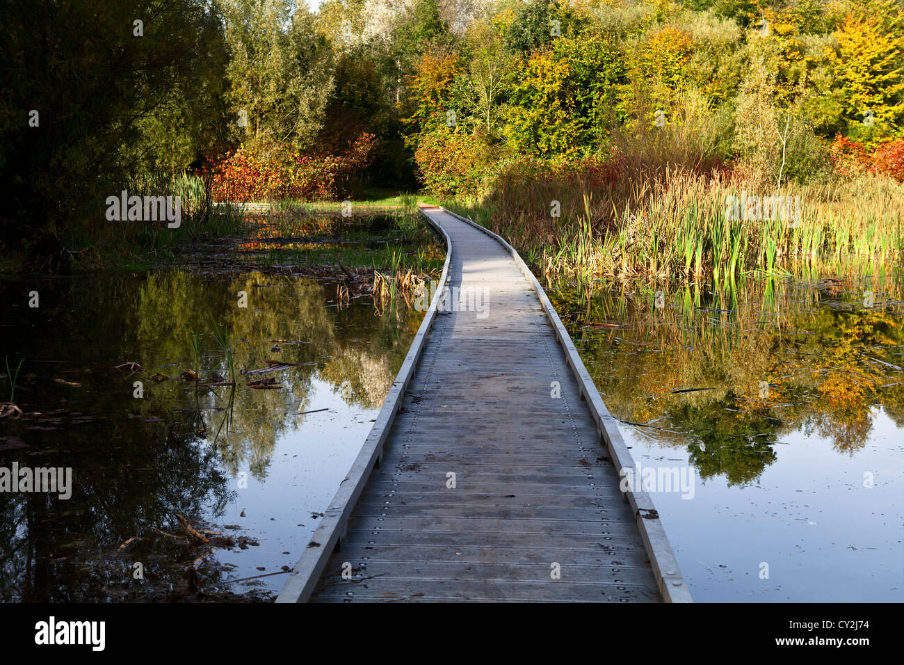 Chemin en bois à travers les marais en automne Banque D'Images