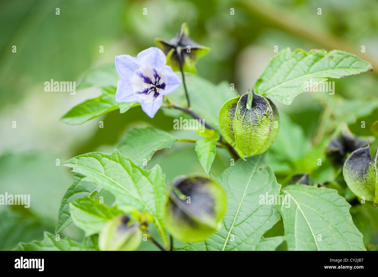 Nicandra, 'Shoo fly plant' dit pour dissuader les pucerons et parasites des plantes de jardin Banque D'Images