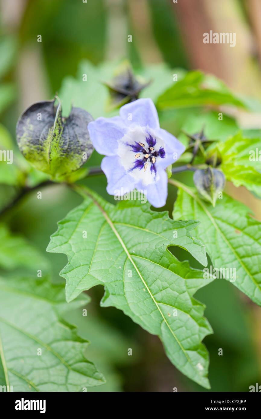 Nicandra, 'Shoo fly plant' dit pour dissuader les pucerons et parasites des plantes de jardin Banque D'Images