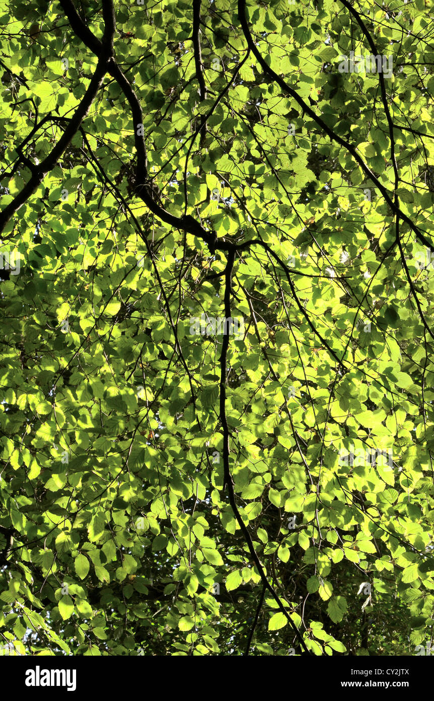 Verrière de feuilles d'arbre de hêtre / Fagus sylvatica. Soleil à travers les feuilles. Croissance de la cime des arbres, lumière du soleil traversant. Concept de capture du carbone. Banque D'Images