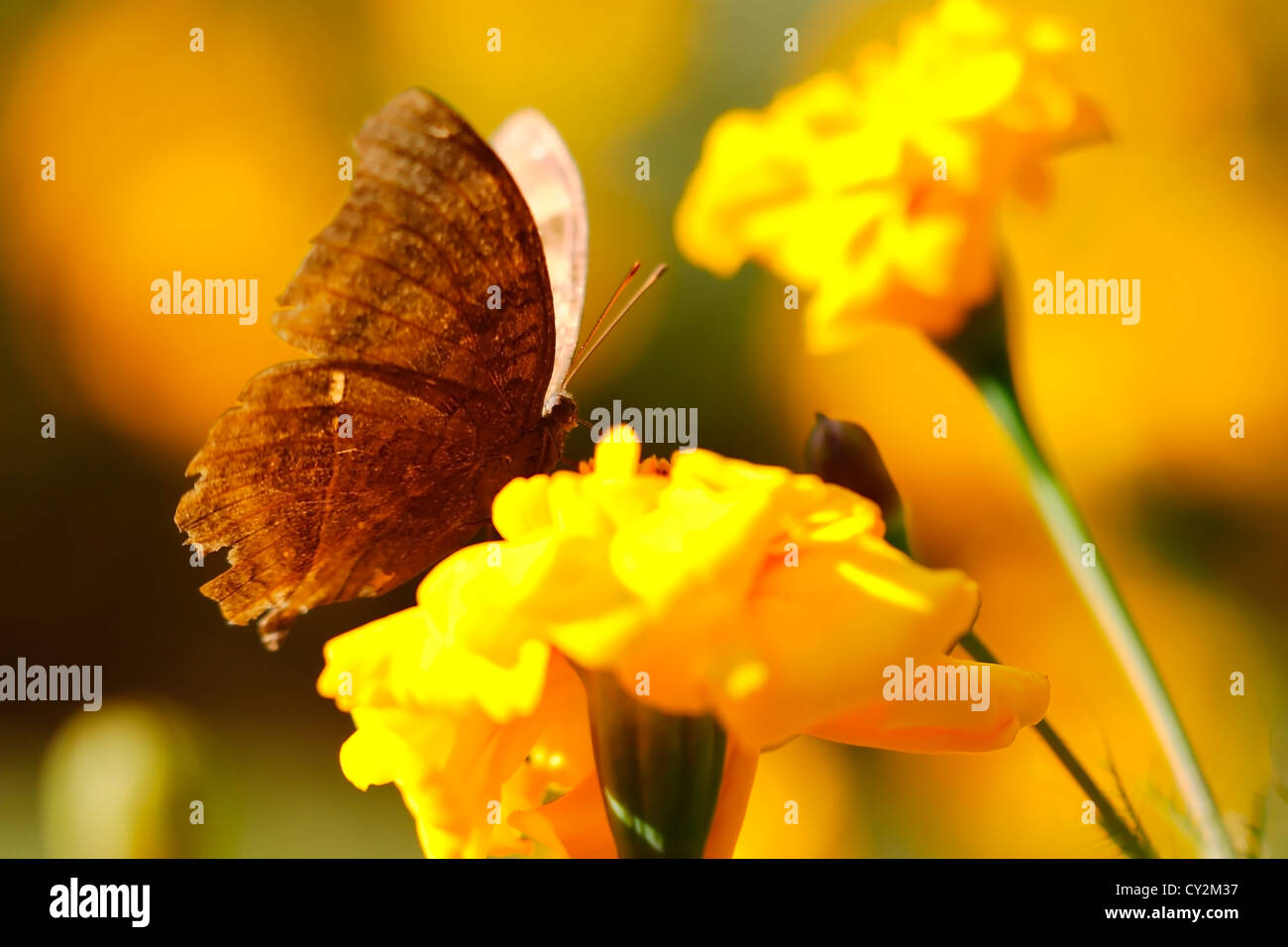 Papillon sur une fleur fond jaune Banque D'Images