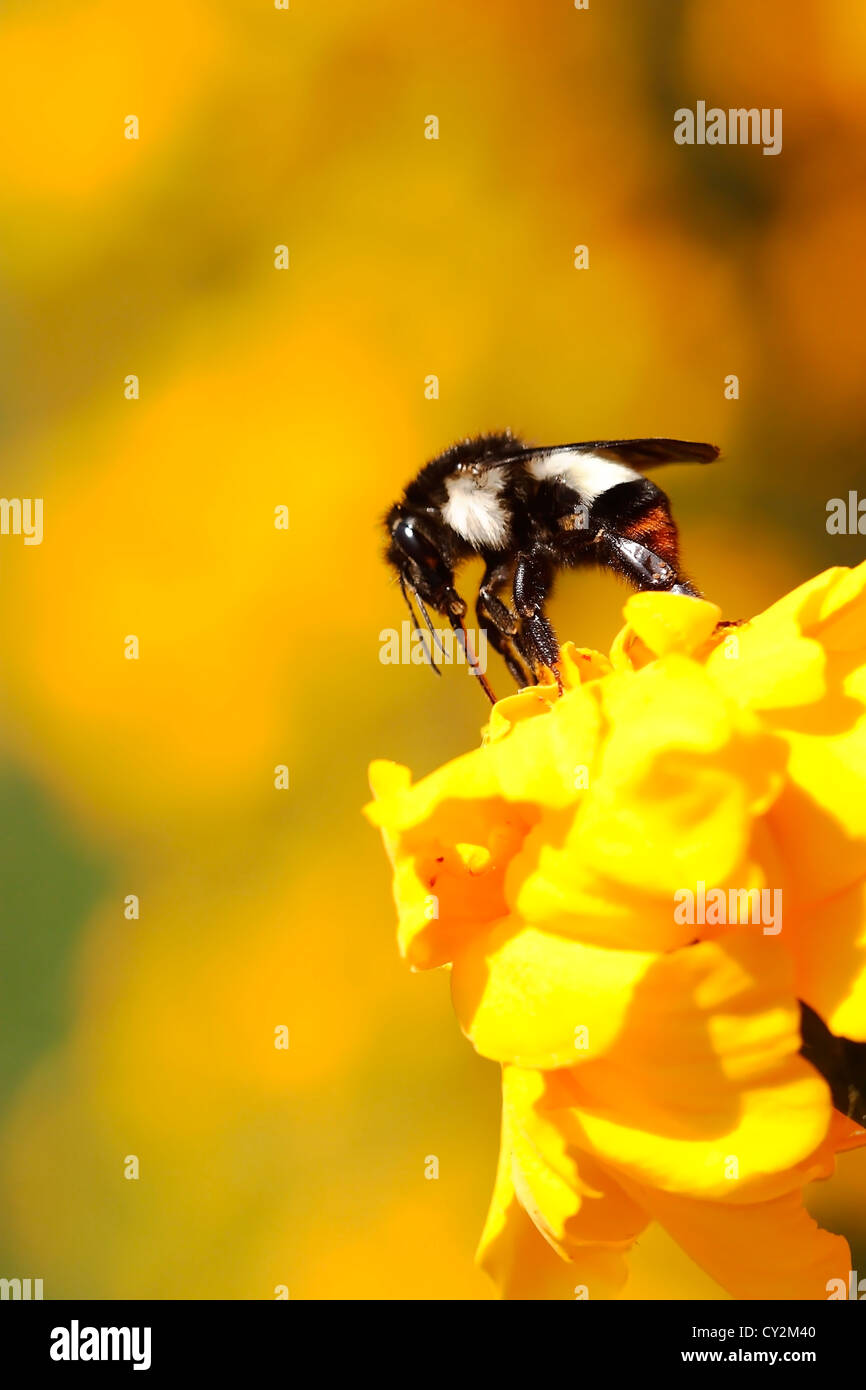 Bourdon se nourrissant de fleur jaune Banque D'Images