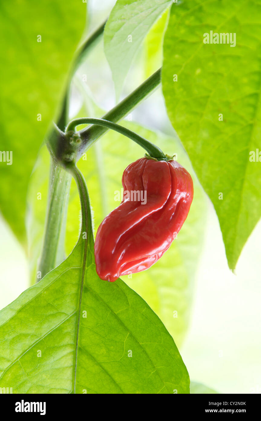 Un Naga Dorset Chilly Pepper (parmi les plus chaudes chilly variétés connu) croissant sur l'usine, red hot, mûrs et prêts pour la cueillette. Banque D'Images