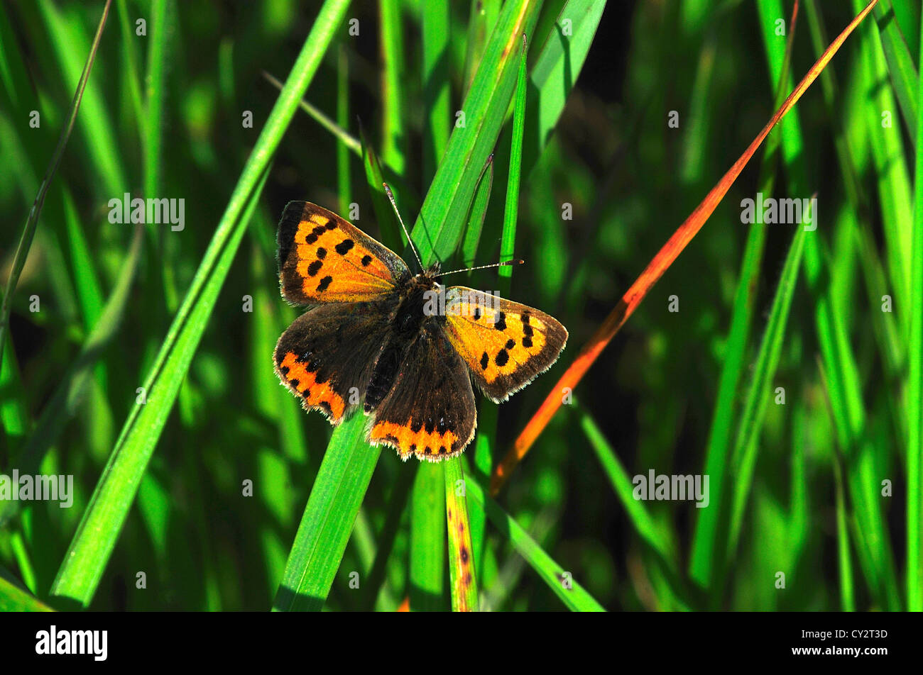 Un petit papillon cuivre au repos sur tiges de graminées UK Banque D'Images