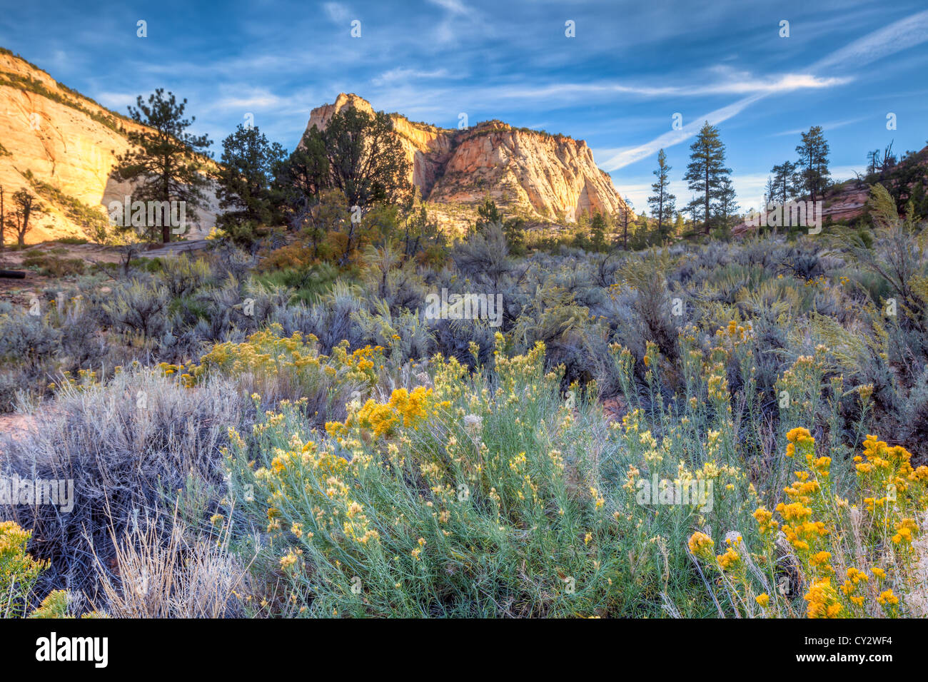 Zion National Park est situé dans le sud-ouest des États-Unis, près de Springdale, en Utah rock formations Banque D'Images