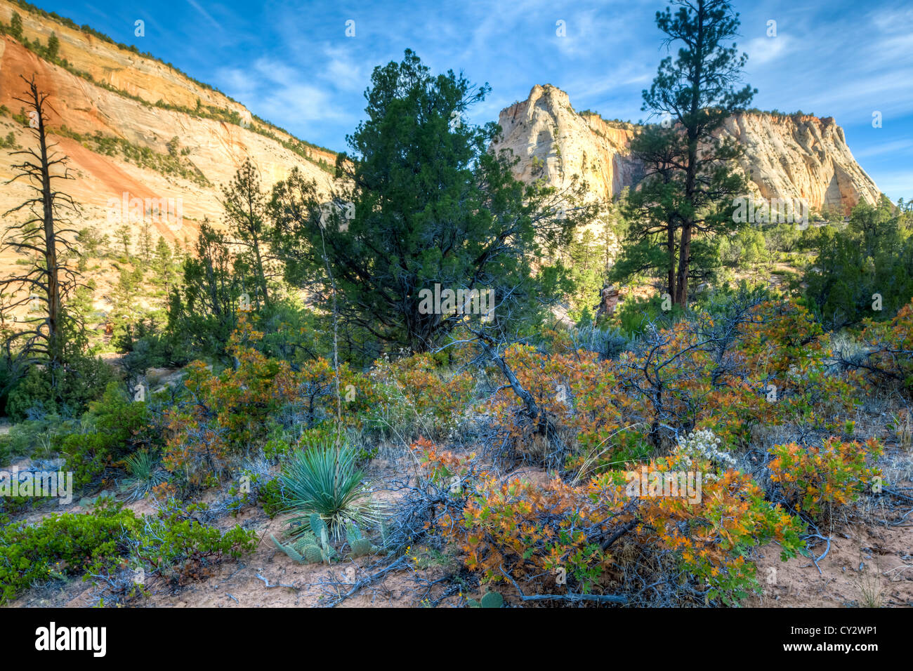 Zion National Park est situé dans le sud-ouest des États-Unis, près de Springdale, en Utah Banque D'Images