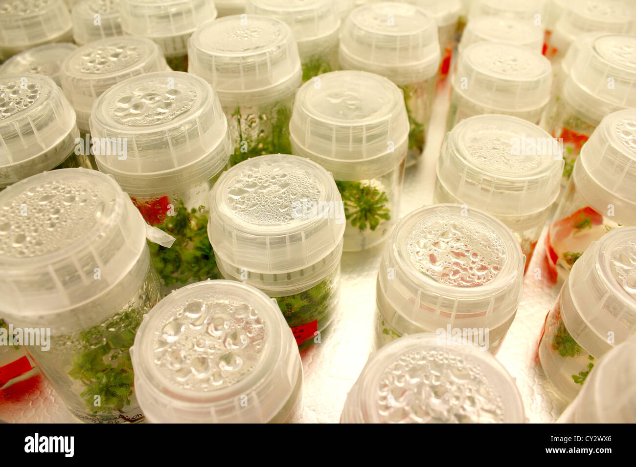 Les récipients en plastique avec des plantes en laboratoire, Drosera rotundifolia Banque D'Images