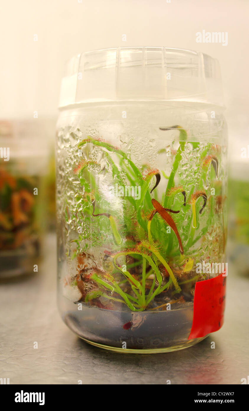 Conteneur spécial avec plante croissante en laboratoire, Drosera rotundifolia Banque D'Images