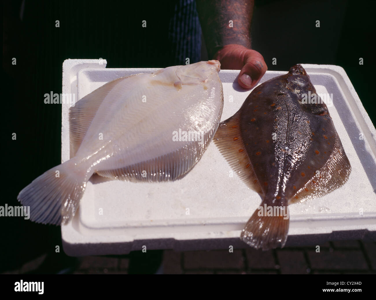 Poissonnier tenant deux plie sur un plateau. marché Kingston upon Thames, Surrey, Angleterre. Banque D'Images