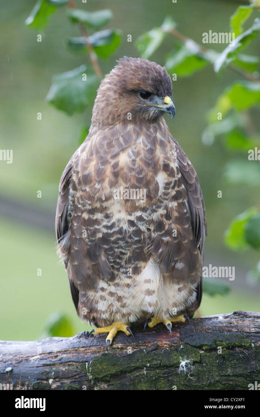 Buse variable (Buteo buteo) Banque D'Images