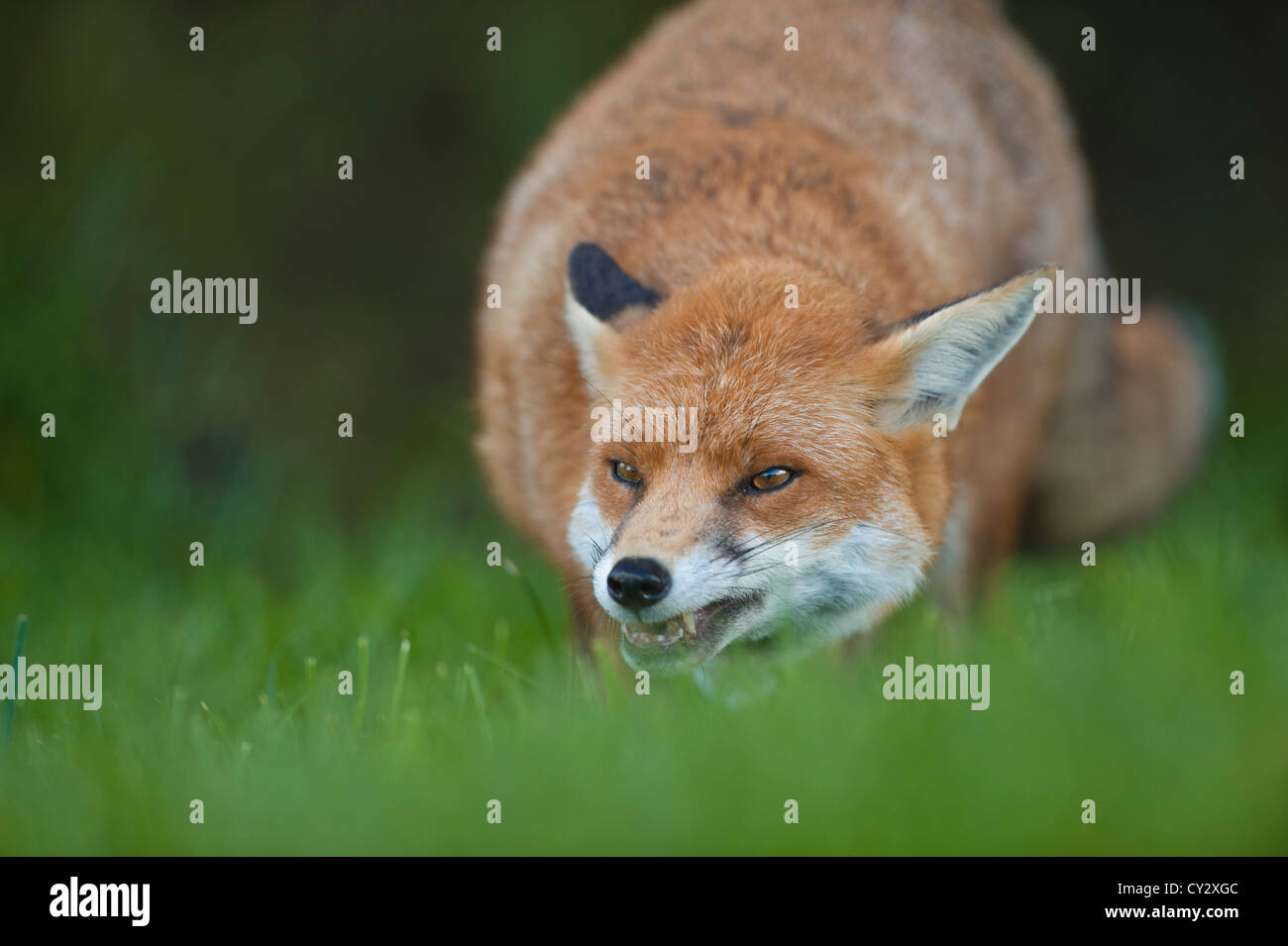 Le renard roux (Vulpes vulpes) dans un champ. Banque D'Images