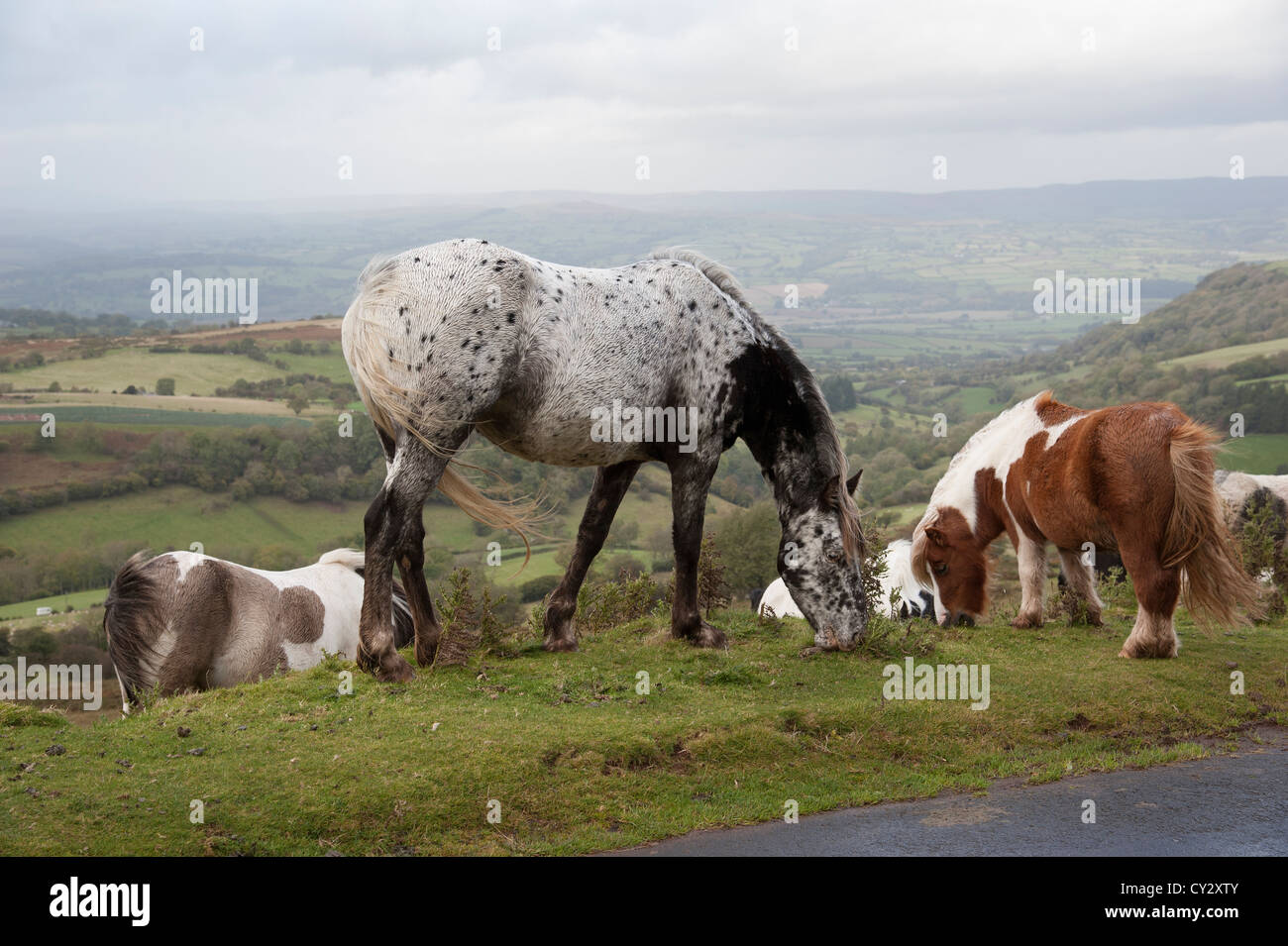 L'alimentation en poneys sauvages de la Montagne Noire au sud du Pays de Galles Banque D'Images